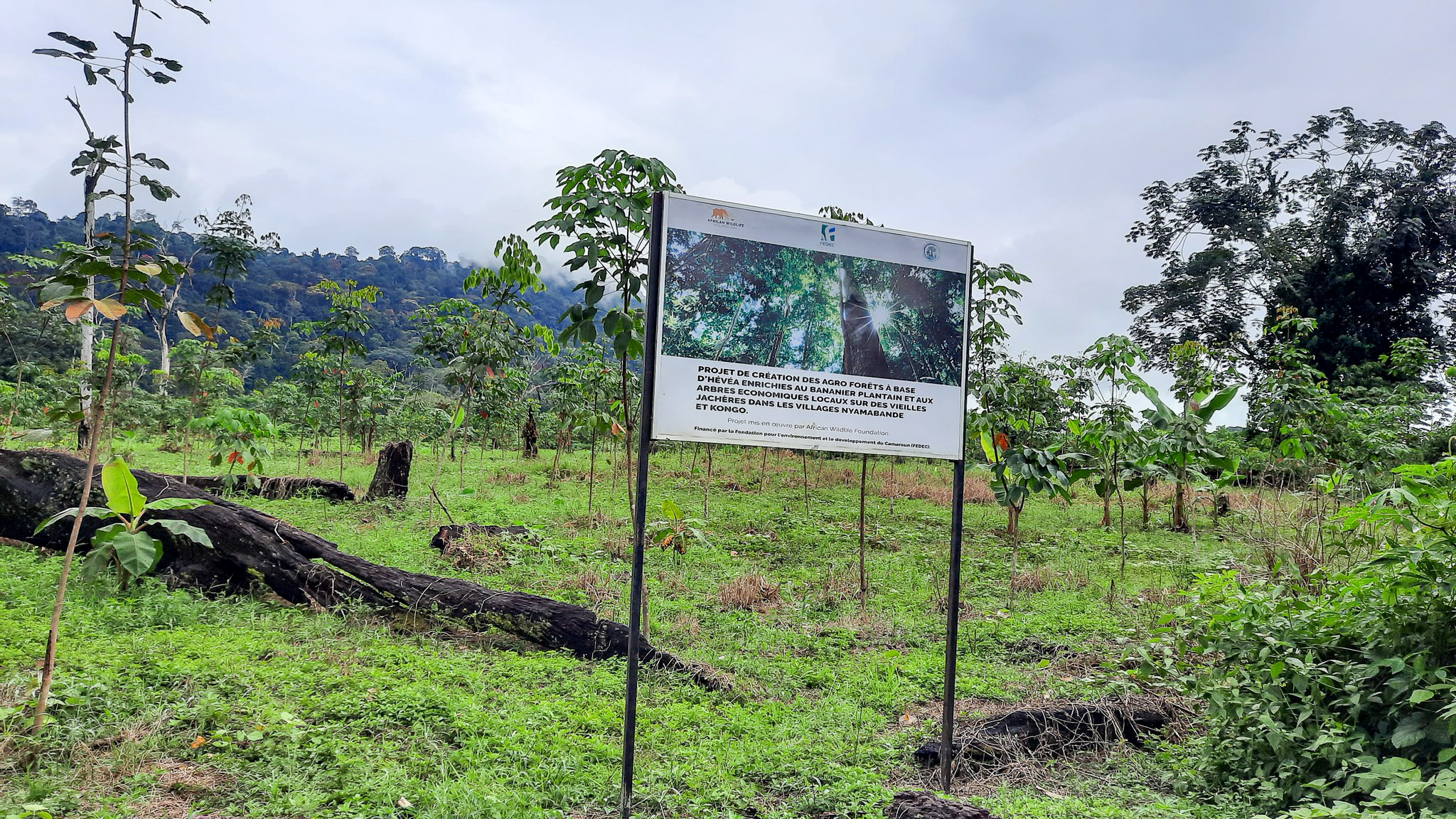 Rubber Plantation in Nyamabande Village, South Cameroon. 