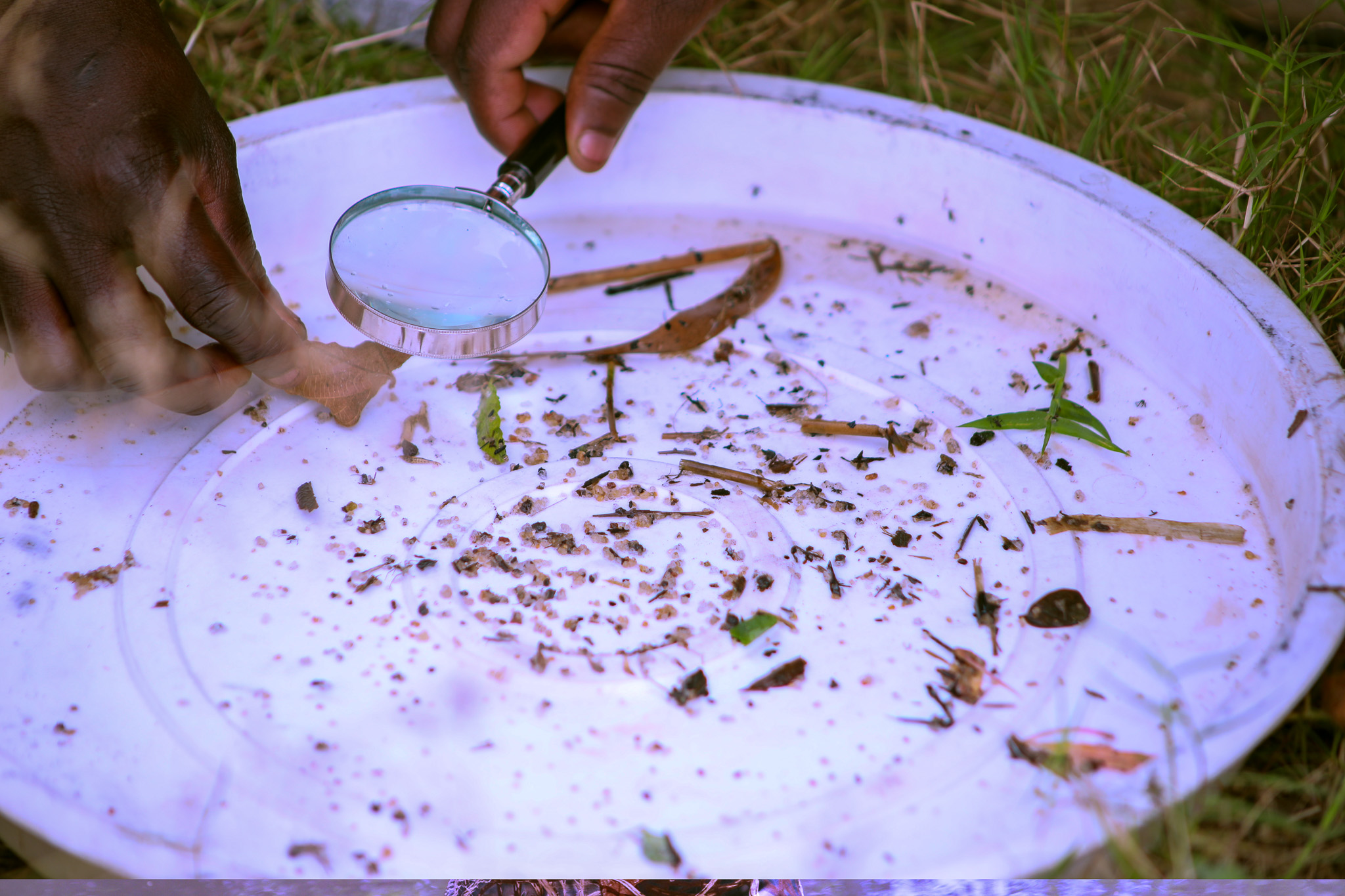 Aquatic organisms collected during bioassessment reveal improving river health and the early return of biodiversity to the Londo catchment