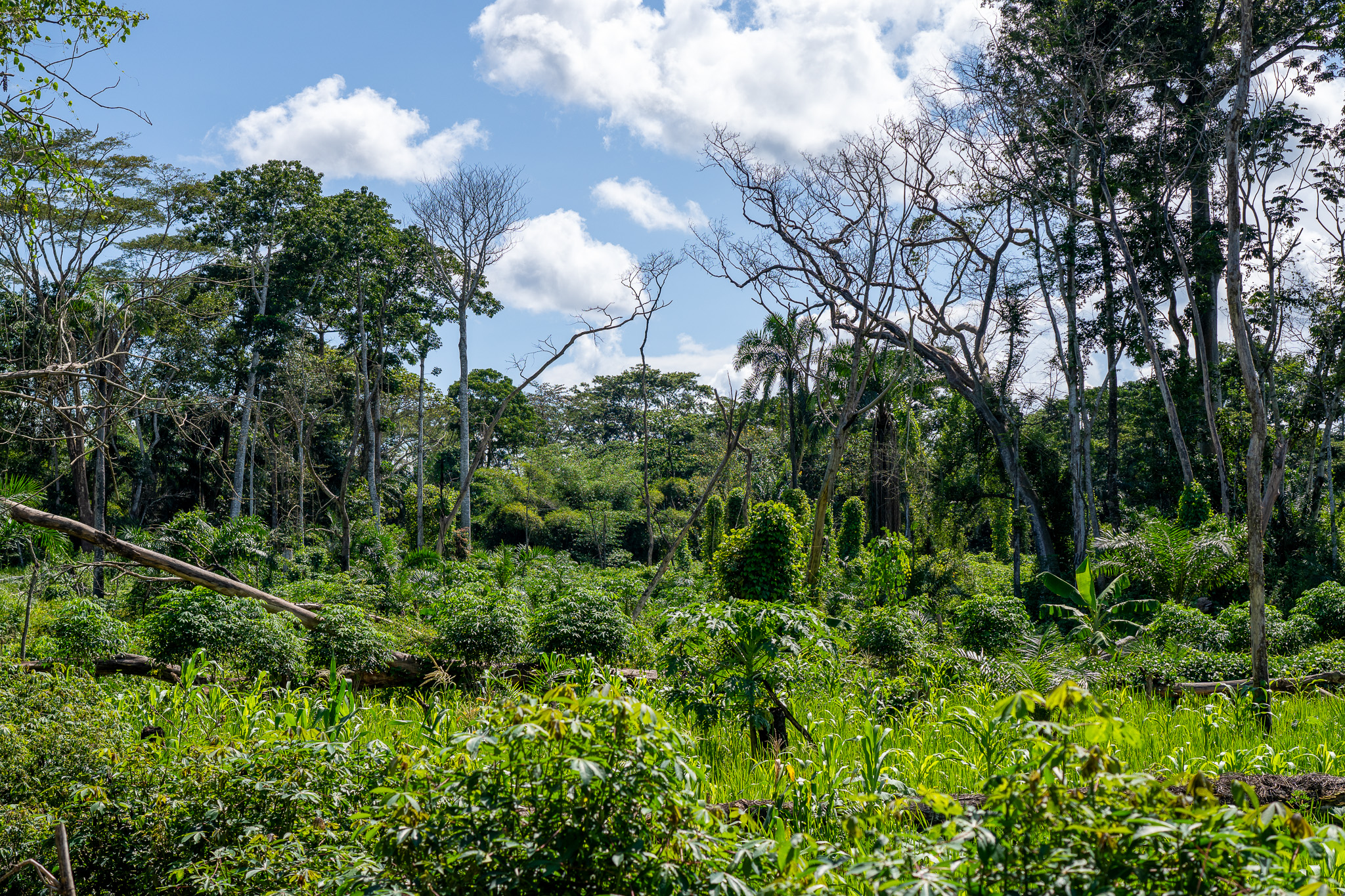 Bili-Uélé Landscape.