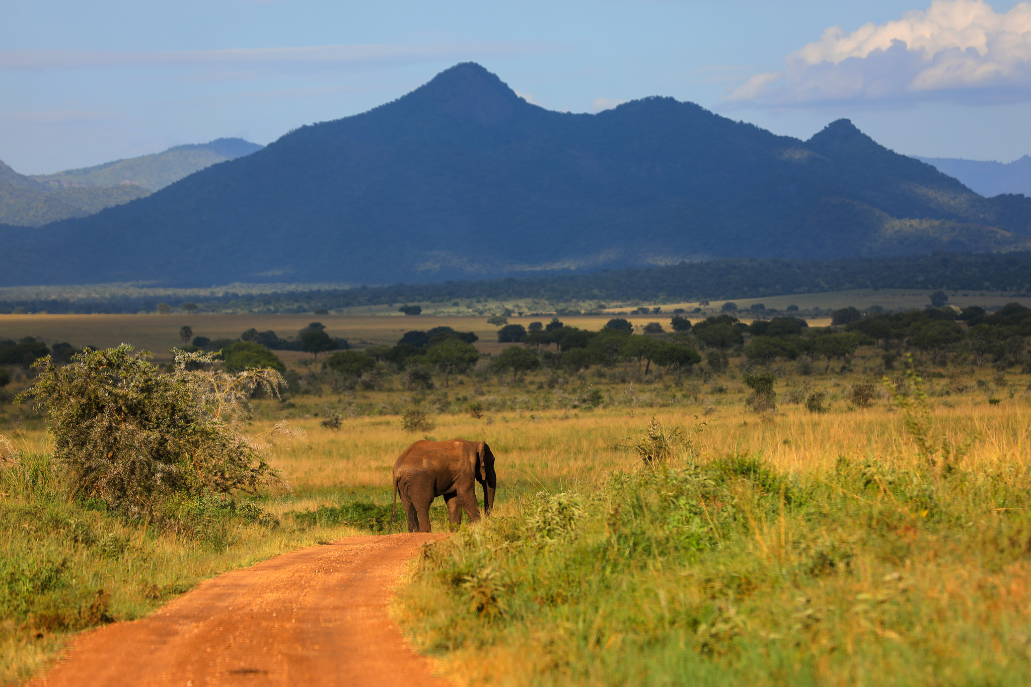 An elephant roaming freely in Kidepo Valley National Park, Uganda.
