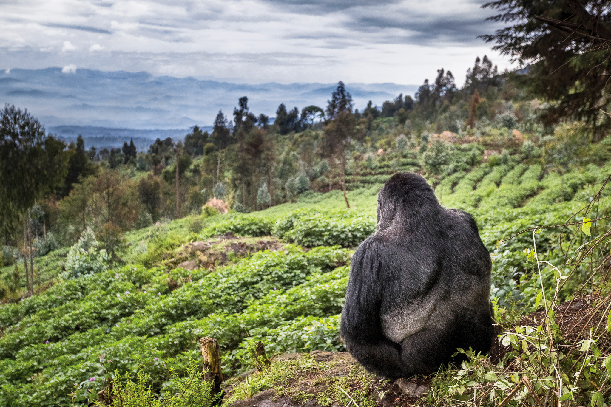 A mountain gorilla pauses at the forest edge in Rwanda.