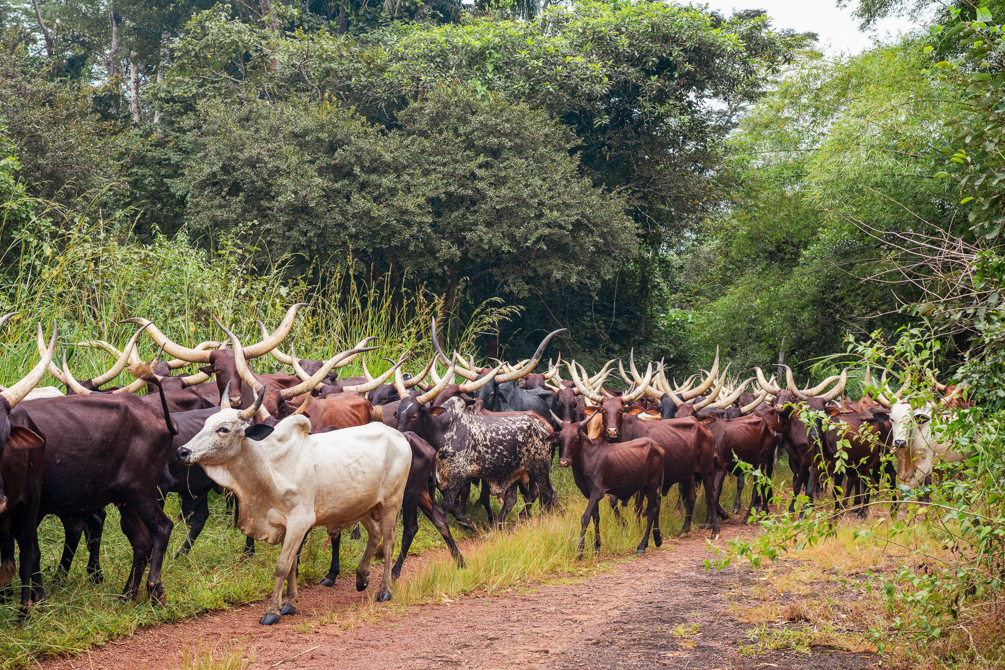A herd of transhumant cattle crossing the Bili-Uélé landscape.
