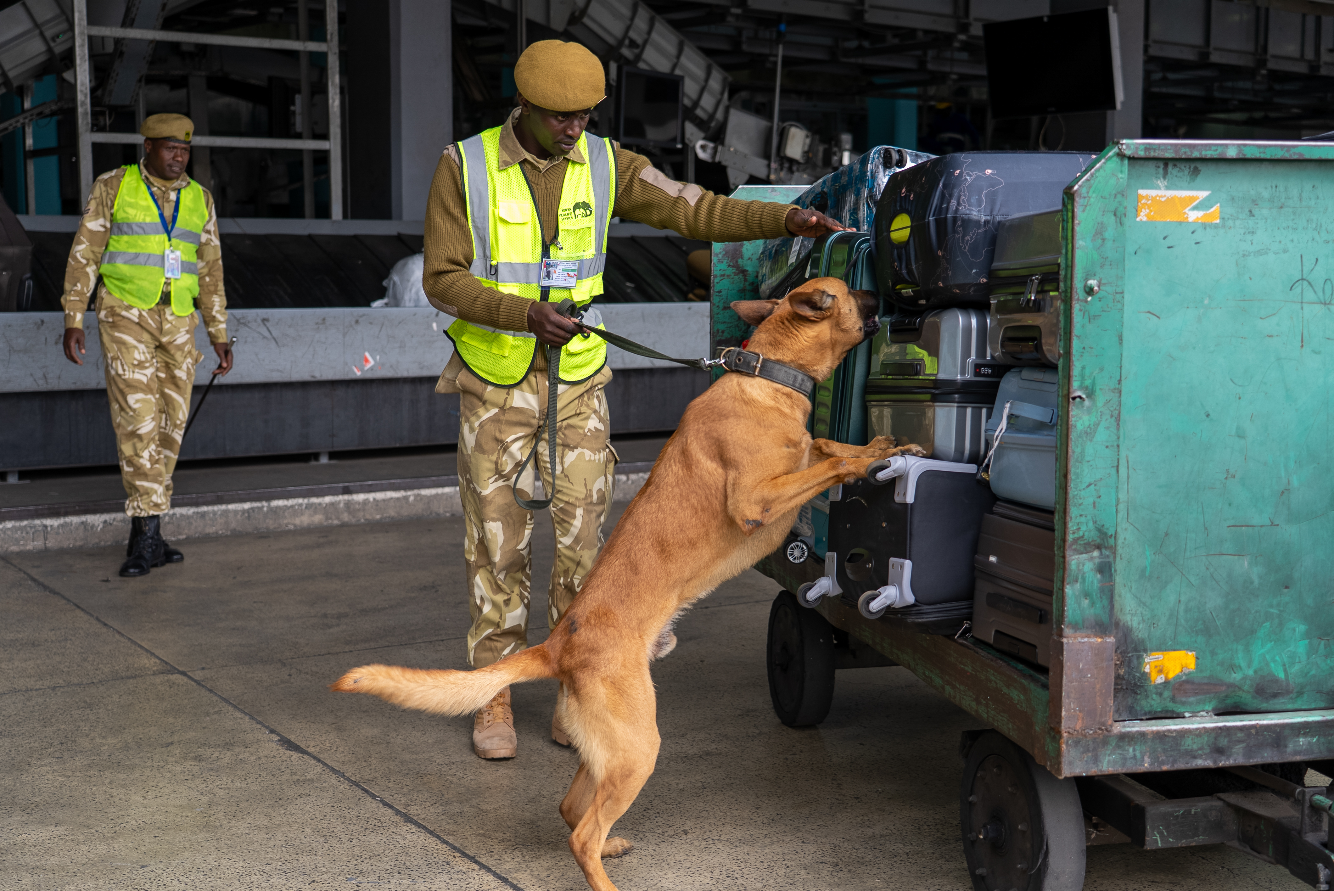 A Kenya Wildlife Service Dog Handler inspects luggage at Jomo Kenyatta International Airport in Nairobi.