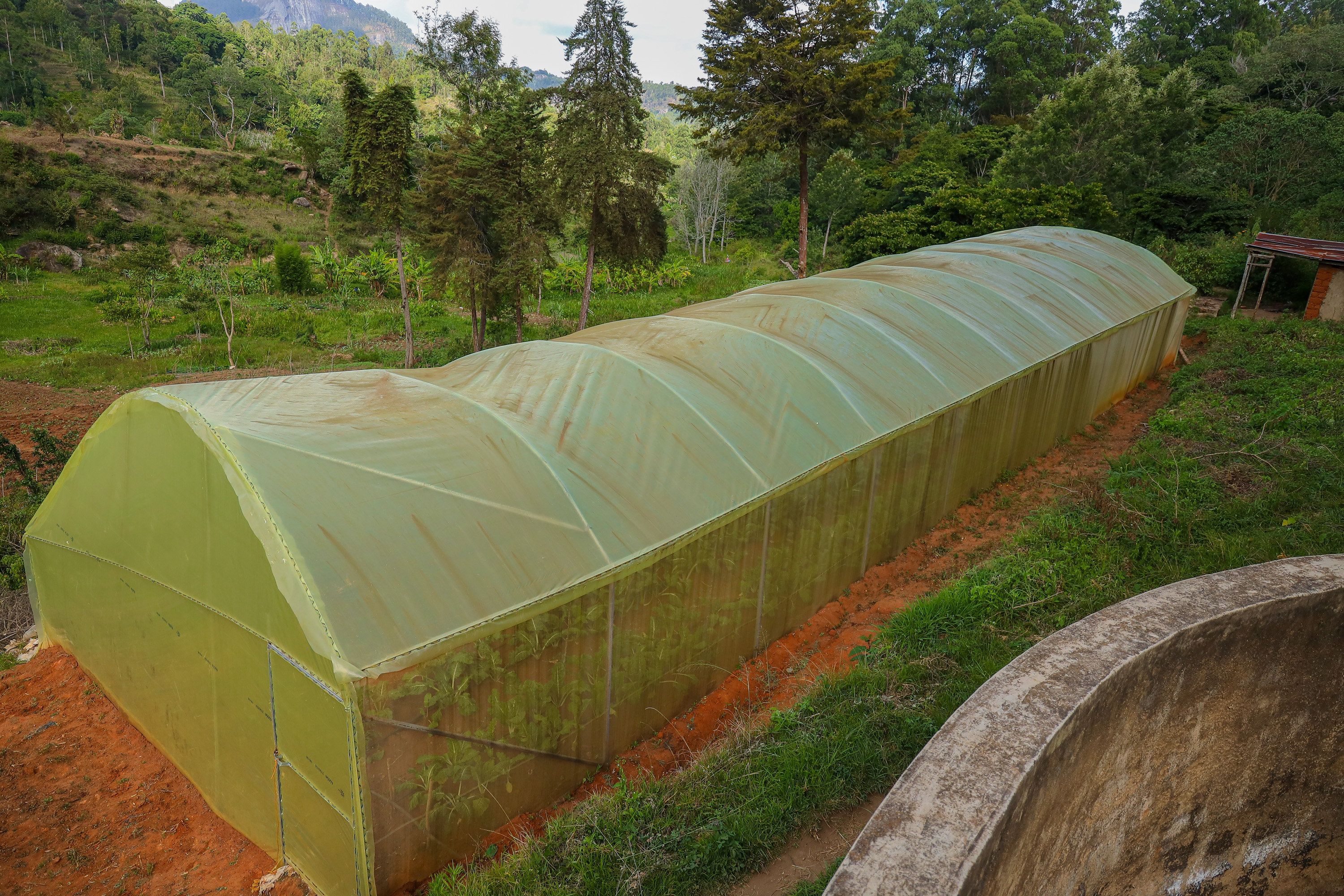 The Mwavunyu Chakiloli Youth Group greenhouse.