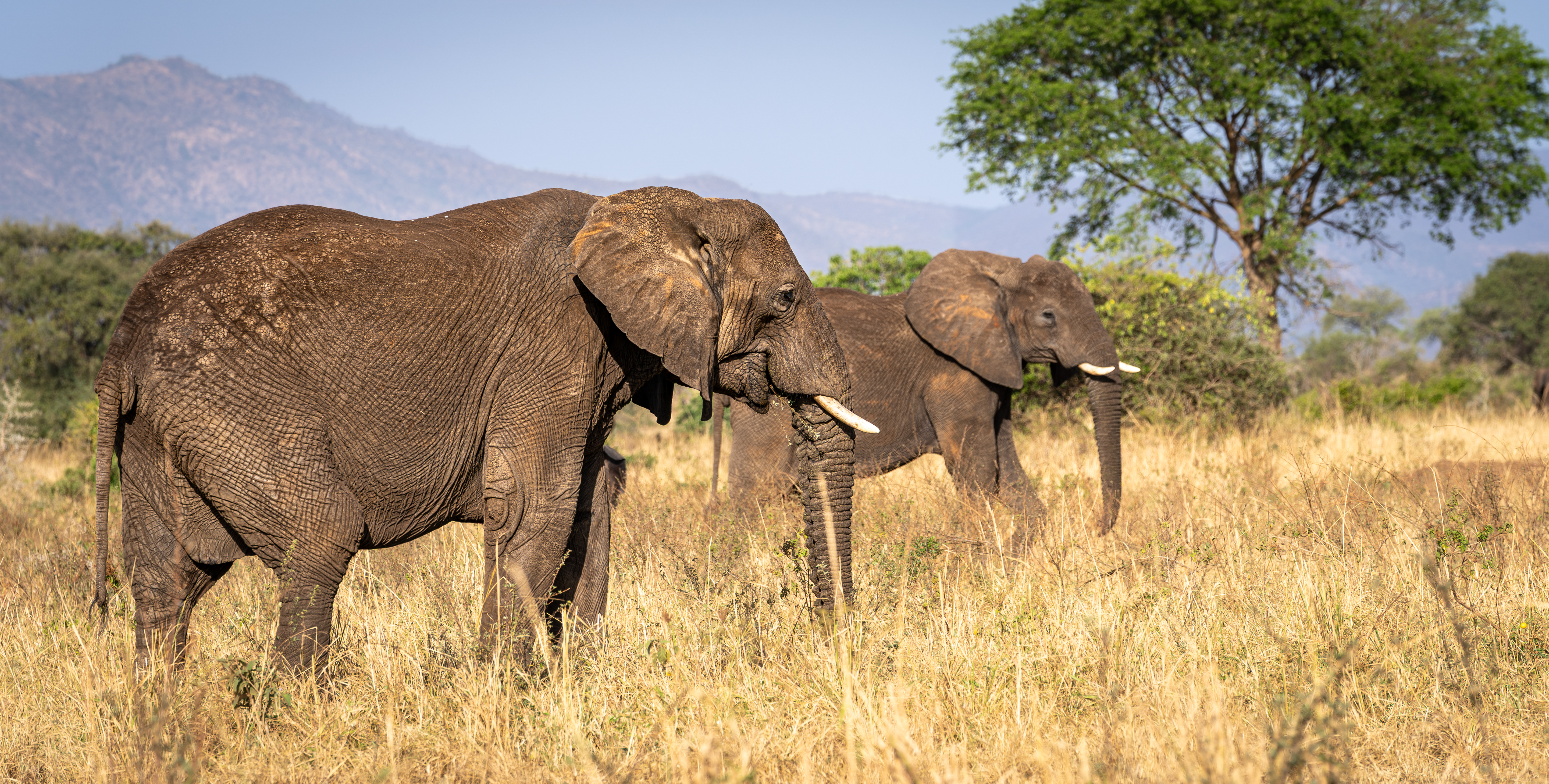 Elephants in the remote transboundary Kidepo Landscape of Northern Uganda.