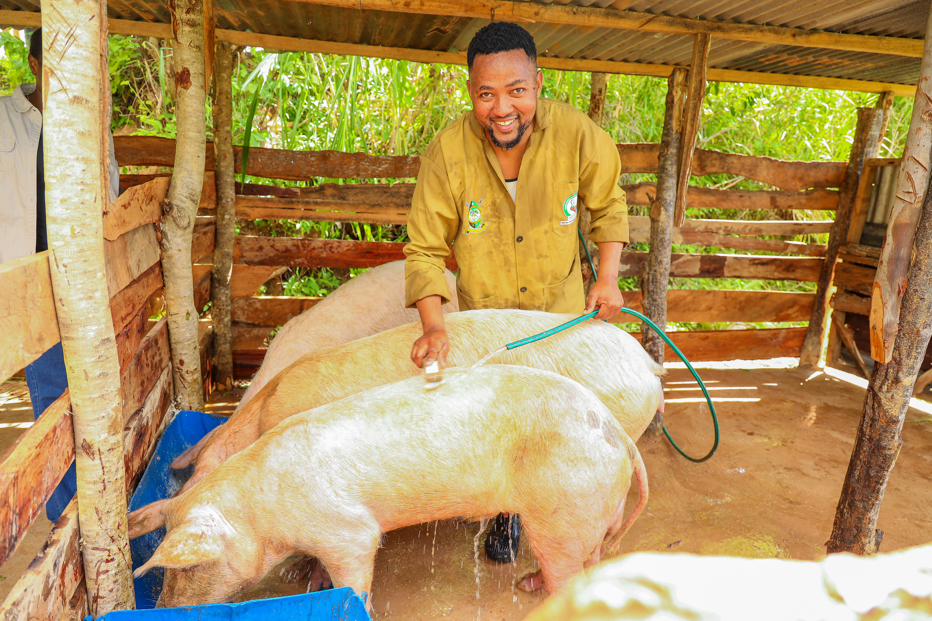 Hedlam Toli grooming his pigs.
