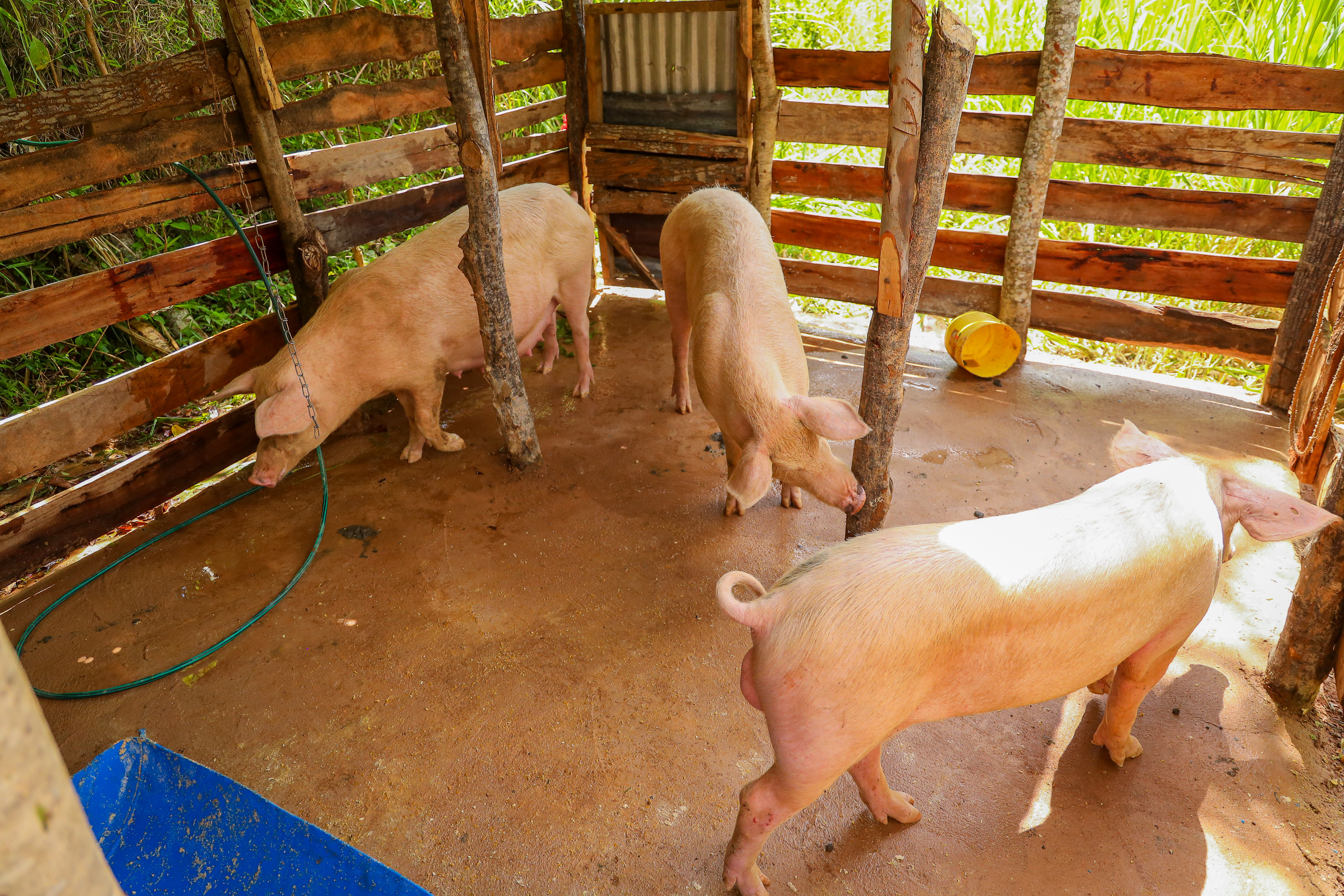 Pigs provided through the TUI Wildlife Programme in Kenya.