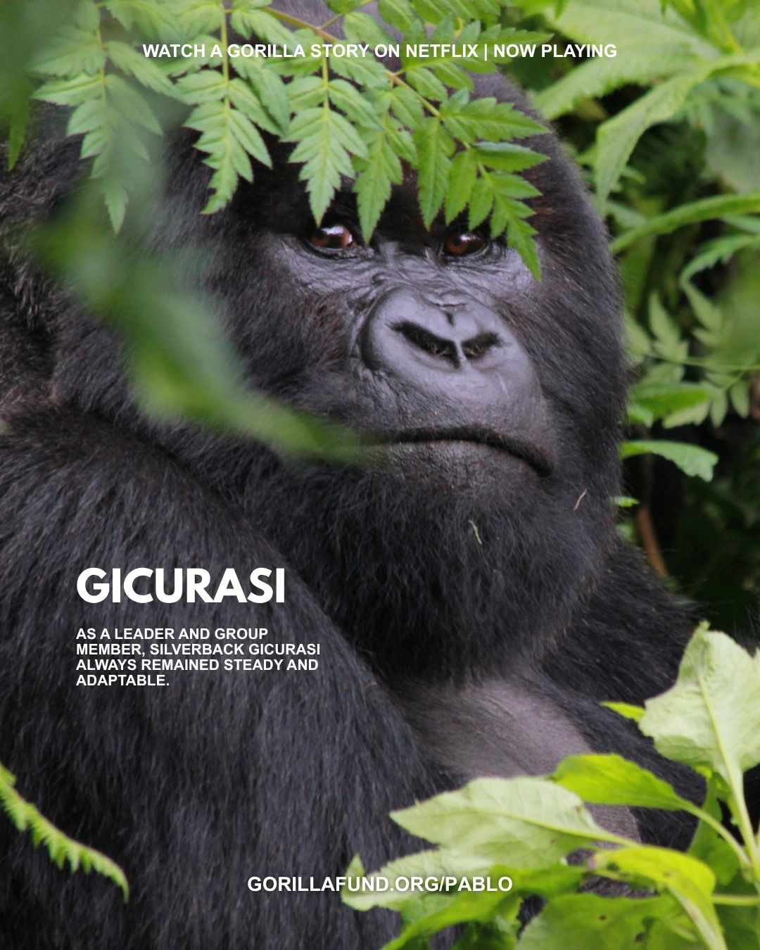 A Gorilla Story - Gicurasi
