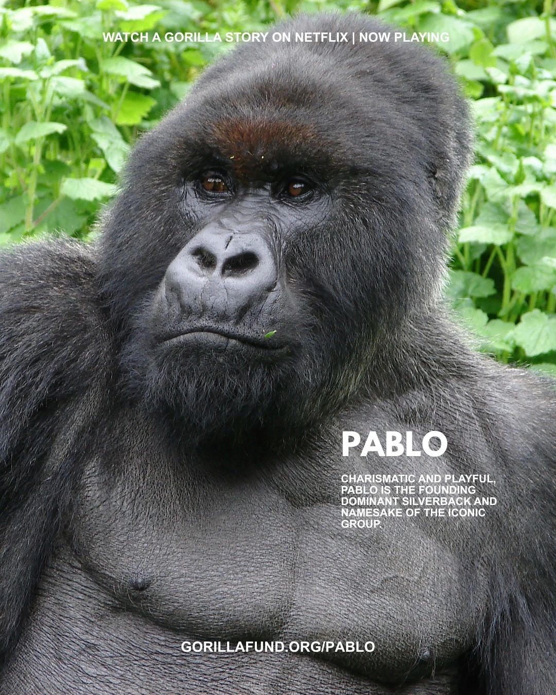 A Gorilla Story - Pablo