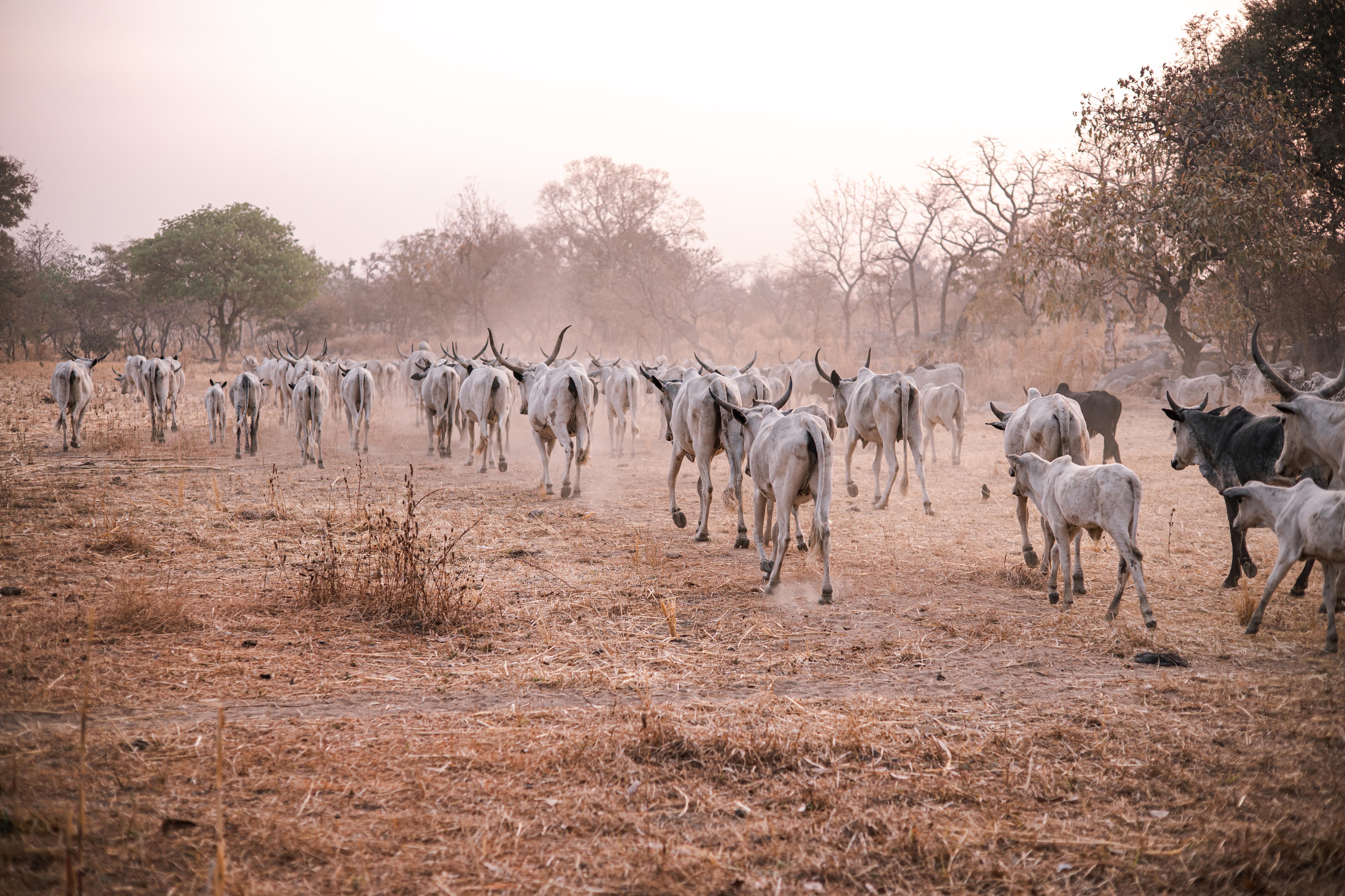 Transhumant herders lead cattle through the arid landscapes of northern Cameroon, where AWF works to manage seasonal migration pressures.