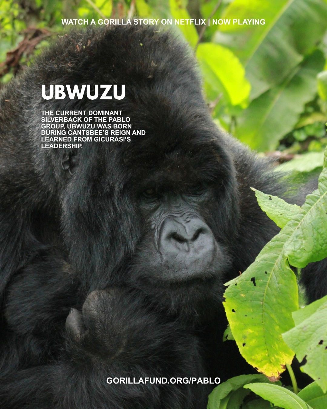 A Gorilla - Ubuwuzu