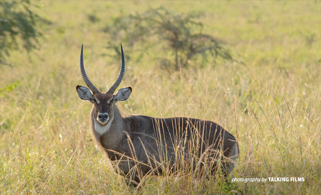 Waterbuck grazing in Kidepo National Park in Uganda