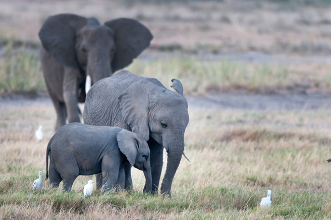 Gifts that give back to Africa's wildlife