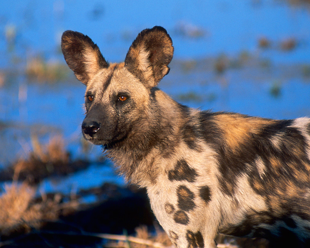 African Wild Dog Scouts James Weis