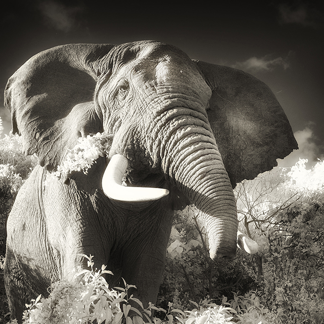 A Bull Elephant with an Abbreviated Trunk