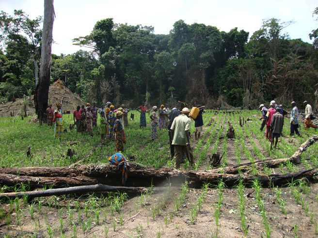 Conservation agriculture