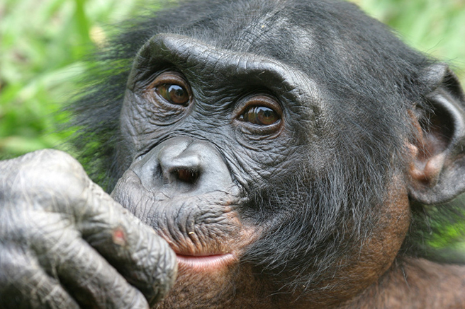 Bonobo in the Congo. Photo by Craig Sholley Bonobo in the Congo. Photo by Craig Sholley