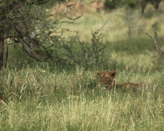 Lion in Tarangire on AWF Safari