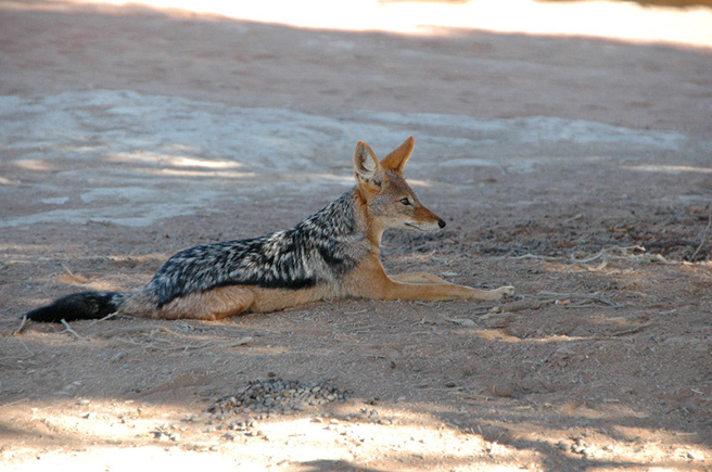 Black backed jackal laying down in Dead Vlei, Namibia Black backed jackal laying down in Dead Vlei, Namibia