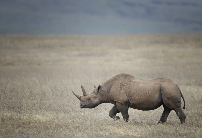 Rhino wanders Tanzania's grasslands
