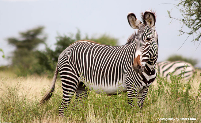 Samburu landscape is a key habitat for Grevy's zebra