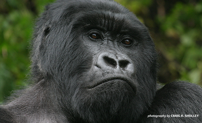 Mountain gorilla 