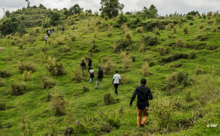 People walking in a green landscape.
