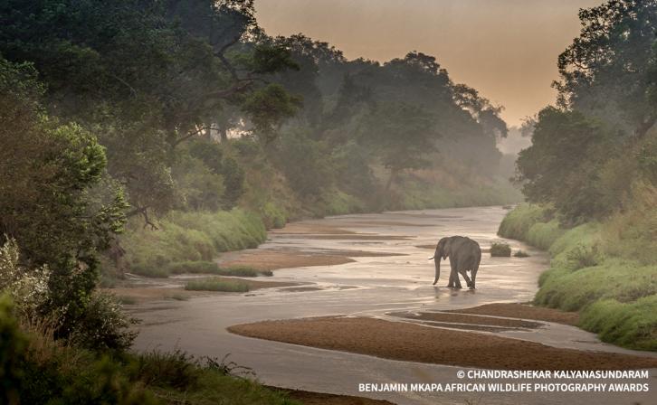 An elephant wanders through a misty river landscape.