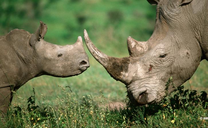 Rhinos in the African Savannah