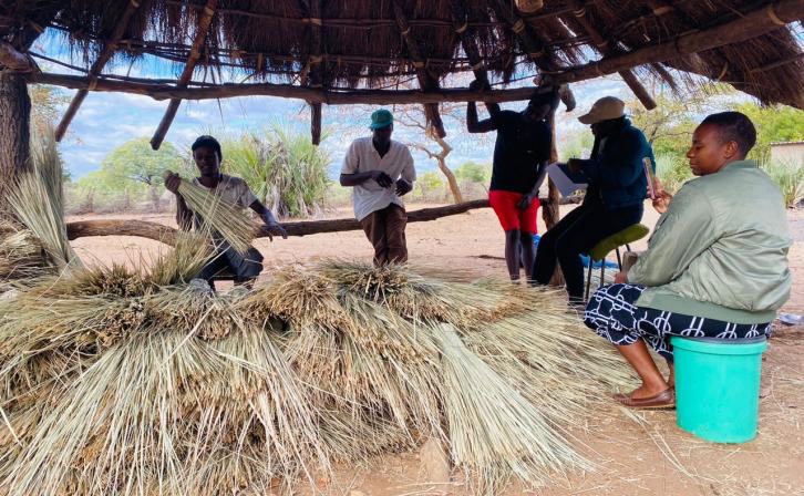 The ilala palm (Hyphaene petersiana), native to Africa