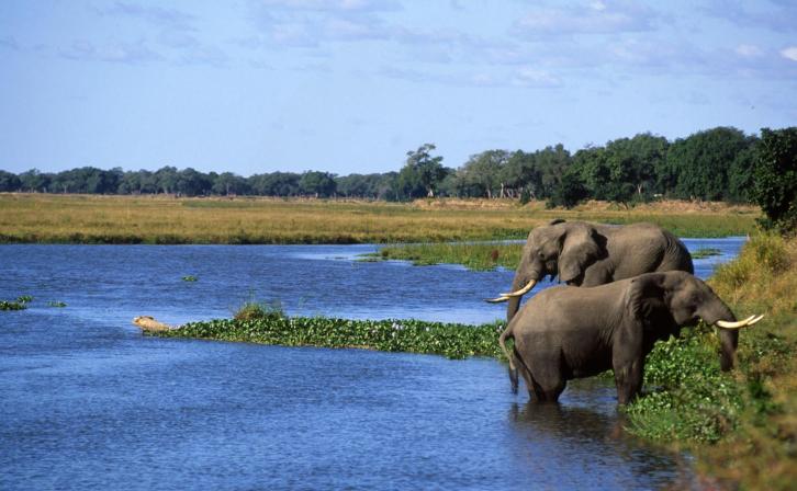 Elephants in Zambezi river
