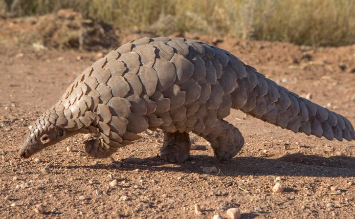 A pangolin walking.