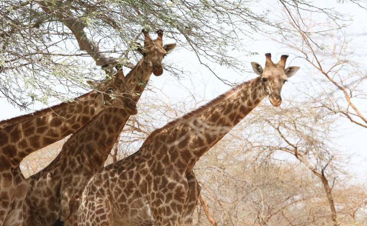 Kordofan giraffes in Faro National Park, Northern Cameroon