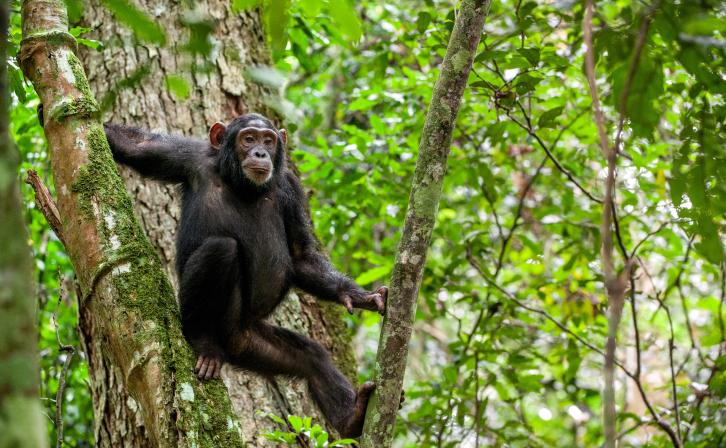 Chimpanzee in West Africa hanging on a tree.