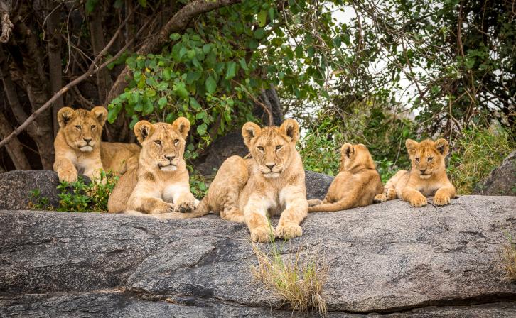 Lion cubs lying on rocks in Serengeti in Tanzania