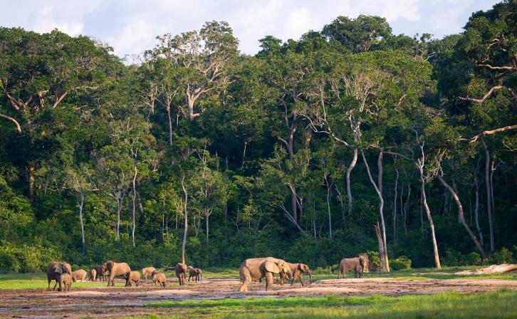 Group of African forest elephants in the forest edge in Central African Republic