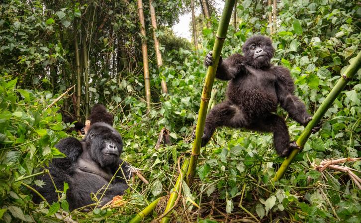 Gorilla mother and baby in Volcanoes National Park, Rwanda.