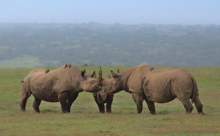 A crash of black rhinos gathering with their horns touching in the wild plains of Solio game reserve, Kenya.