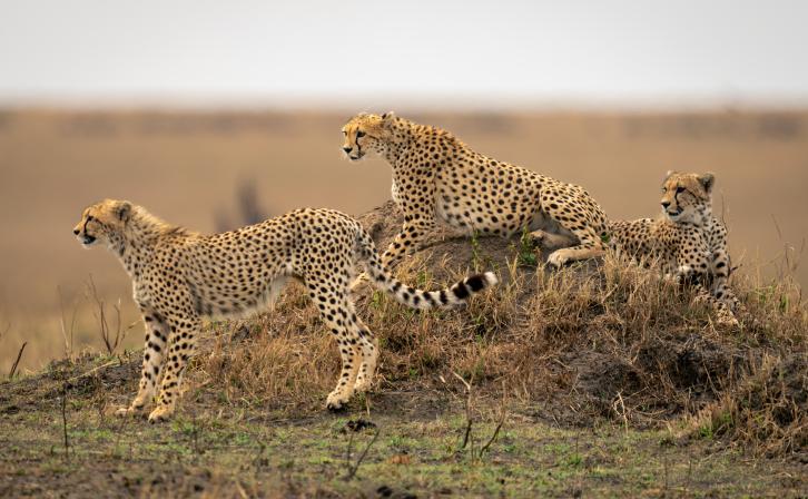 Three cheetahs in the savanna on a termite mound.
