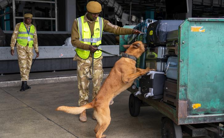 A Kenya Wildlife Service Dog Handler inspects luggage at Jomo Kenyatta International Airport in Nairobi.
