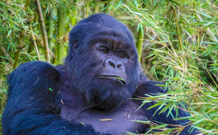 A mountain gorilla in Volcanoes National Park, Rwanda.