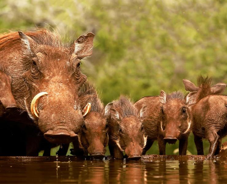 A baby warthog quartet with their mother.