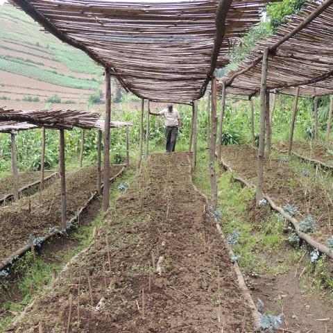 Conservation Agriculture Anna Behm Masozera IGCP