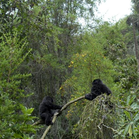Mountain Gorillas