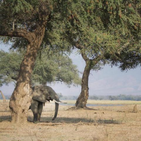 Elephant under a tree.