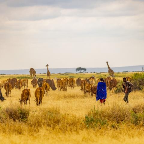 Livestock and Giraffes grazing in Amboseli National Park 