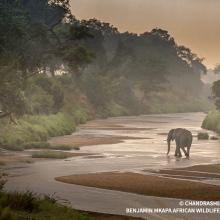 An elephant wanders through a misty river landscape.