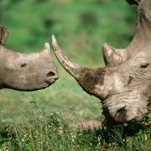Rhinos in the African Savannah