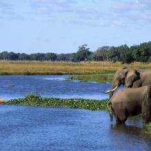 Elephants in Zambezi river