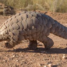A pangolin walking.